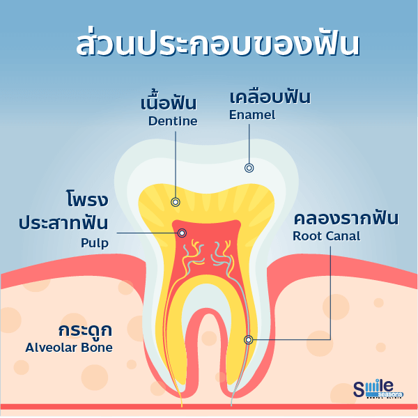 ส่วนประกอบของฟัน